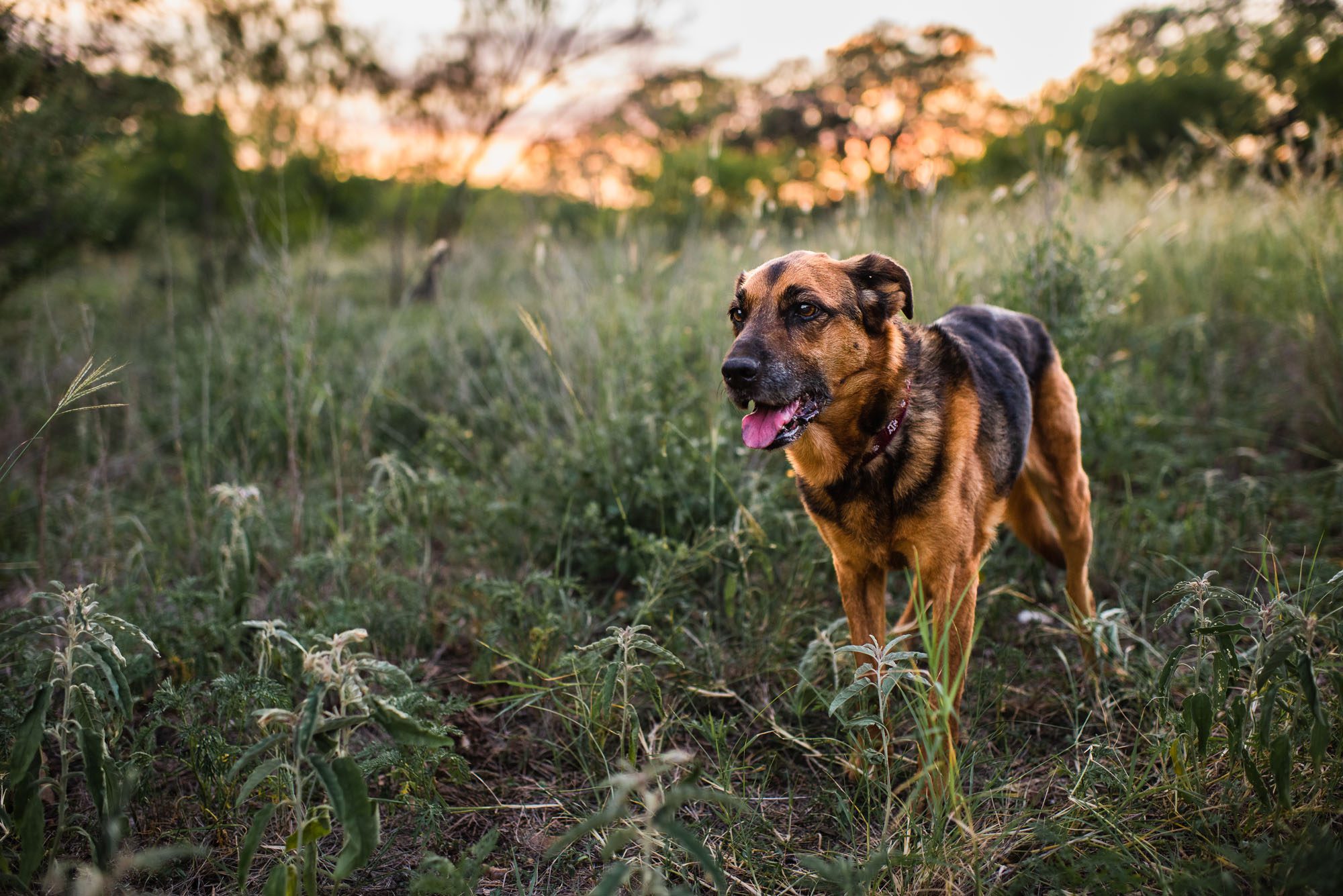 Dog in a field at sunset, San Antonio Lifestyle photographer